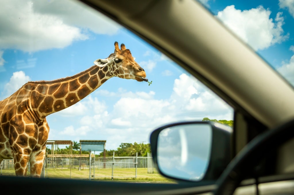 View from a car on Giraffe in drive through safari zoo